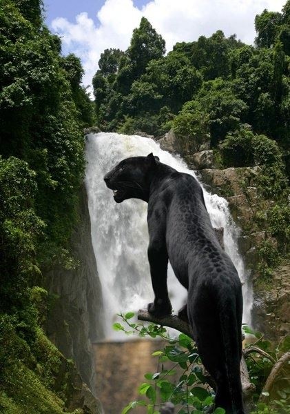 Photo:  Black jaguar Behind the Waterfall in Eco
